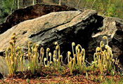 Fiddleheads